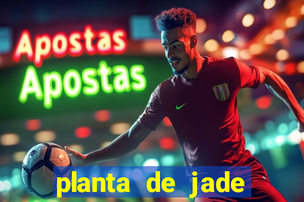 planta de jade significado espiritual